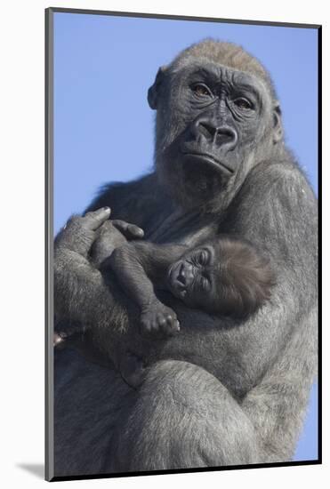 Gorilla Cradling Baby-DLILLC-Mounted Photographic Print