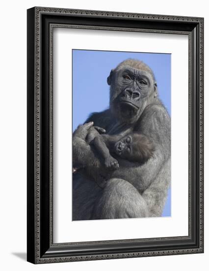 Gorilla Cradling Baby-DLILLC-Framed Photographic Print