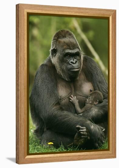 Gorilla Cuddles Baby-null-Framed Premier Image Canvas