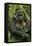 Gorilla Cuddles Baby-null-Framed Premier Image Canvas