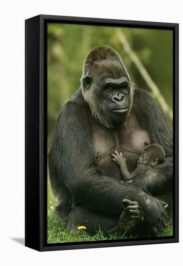 Gorilla Cuddles Baby-null-Framed Premier Image Canvas