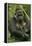 Gorilla Cuddles Baby-null-Framed Premier Image Canvas