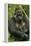 Gorilla Cuddles Baby-null-Framed Premier Image Canvas