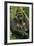 Gorilla Cuddles Baby-null-Framed Photographic Print