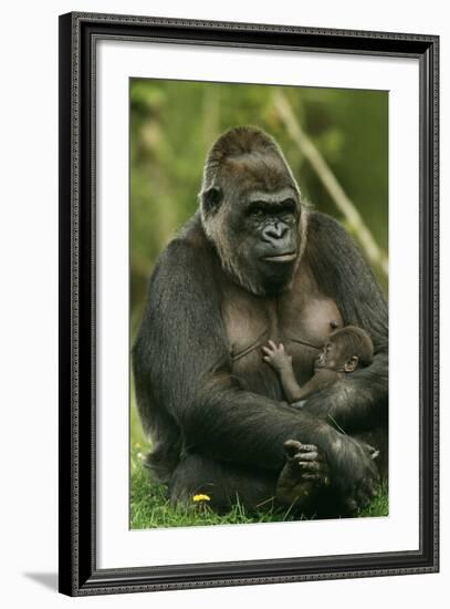 Gorilla Cuddles Baby-null-Framed Photographic Print