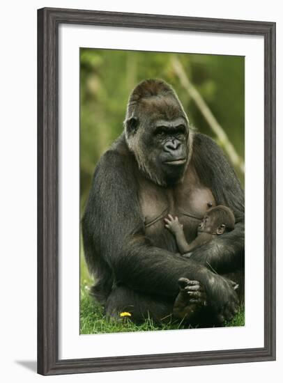 Gorilla Cuddles Baby-null-Framed Photographic Print