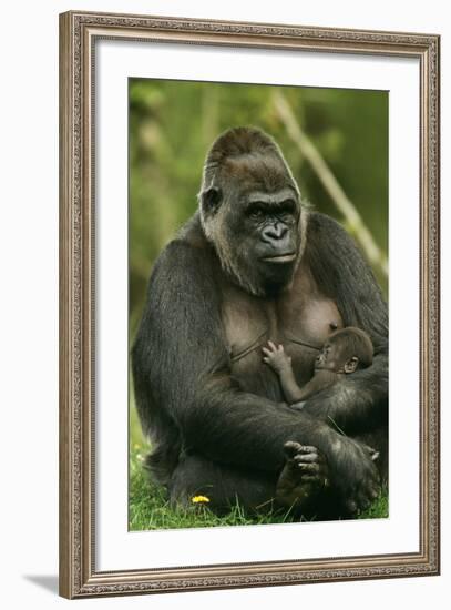 Gorilla Cuddles Baby-null-Framed Photographic Print