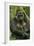 Gorilla Cuddles Baby-null-Framed Photographic Print