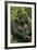 Gorilla Cuddles Baby-null-Framed Photographic Print