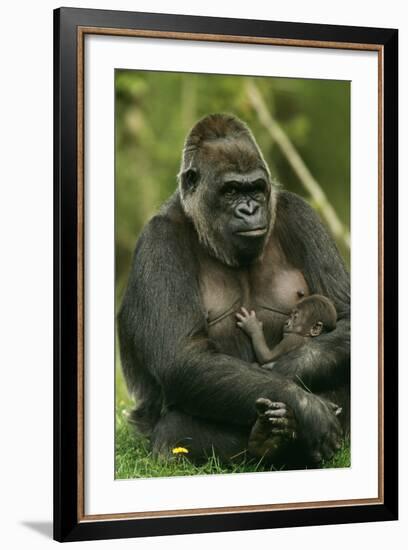 Gorilla Cuddles Baby-null-Framed Photographic Print