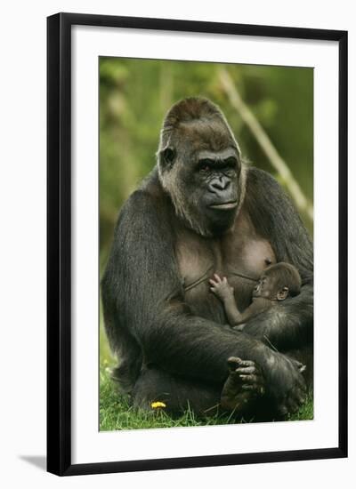 Gorilla Cuddles Baby-null-Framed Photographic Print