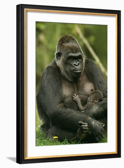 Gorilla Cuddles Baby-null-Framed Photographic Print