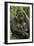 Gorilla Cuddles Baby-null-Framed Photographic Print