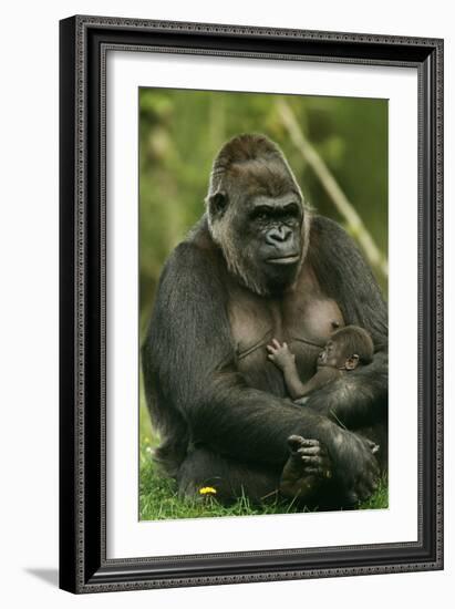 Gorilla Cuddles Baby-null-Framed Photographic Print