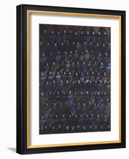 Gorilla Gig, 2016-Holly Frean-Framed Giclee Print