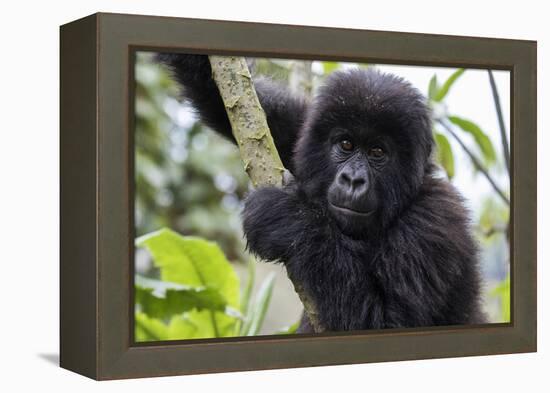 Gorilla In Rwanda-Karine Aigner-Framed Premier Image Canvas