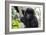 Gorilla In Rwanda-Karine Aigner-Framed Photographic Print