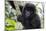 Gorilla In Rwanda-Karine Aigner-Mounted Photographic Print