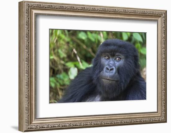 Gorilla in the forest, Parc National des Volcans, Rwanda-Keren Su-Framed Photographic Print