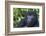 Gorilla in the forest, Parc National des Volcans, Rwanda-Keren Su-Framed Photographic Print