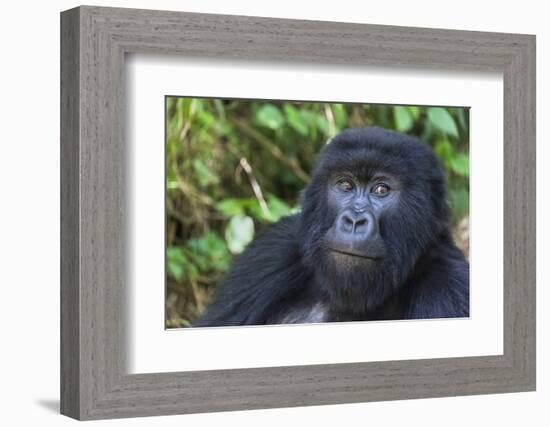 Gorilla in the forest, Parc National des Volcans, Rwanda-Keren Su-Framed Photographic Print