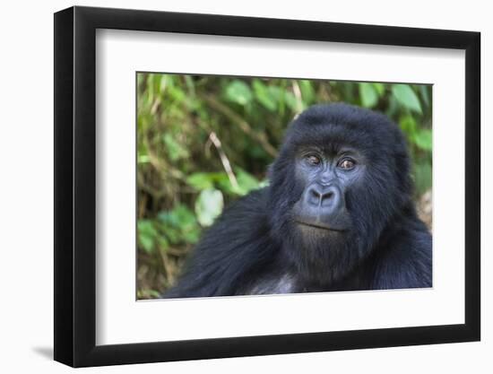 Gorilla in the forest, Parc National des Volcans, Rwanda-Keren Su-Framed Photographic Print