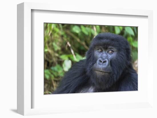 Gorilla in the forest, Parc National des Volcans, Rwanda-Keren Su-Framed Photographic Print