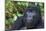 Gorilla in the forest, Parc National des Volcans, Rwanda-Keren Su-Mounted Photographic Print