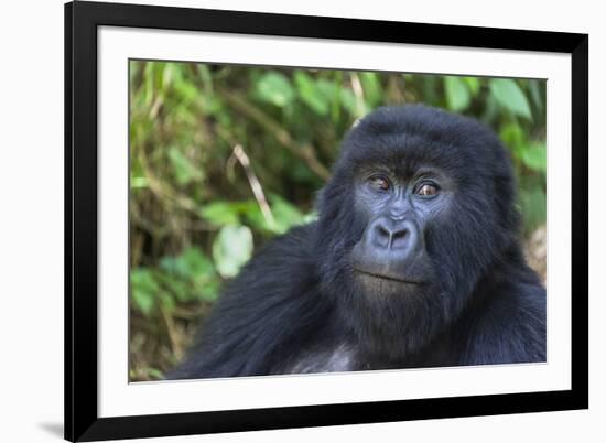 Gorilla in the forest, Parc National des Volcans, Rwanda-Keren Su-Framed Photographic Print