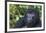 Gorilla in the forest, Parc National des Volcans, Rwanda-Keren Su-Framed Photographic Print