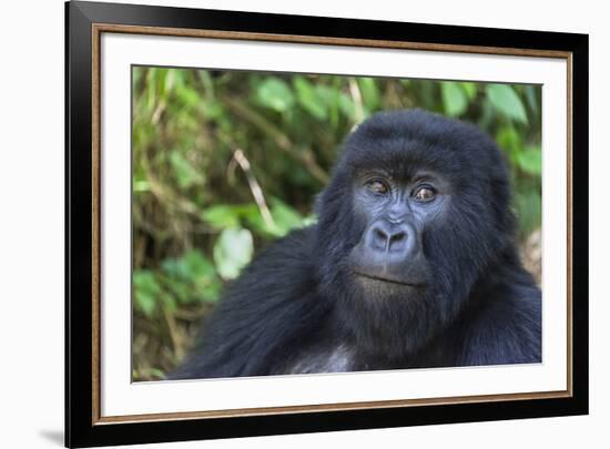 Gorilla in the forest, Parc National des Volcans, Rwanda-Keren Su-Framed Photographic Print