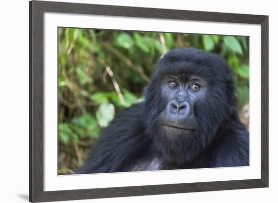 Gorilla in the forest, Parc National des Volcans, Rwanda-Keren Su-Framed Photographic Print