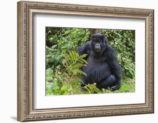 Gorilla in the forest, Parc National des Volcans, Rwanda-Keren Su-Framed Photographic Print