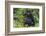 Gorilla in the forest, Parc National des Volcans, Rwanda-Keren Su-Framed Photographic Print