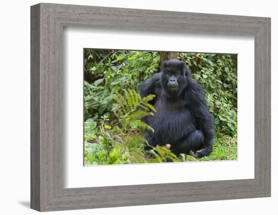 Gorilla in the forest, Parc National des Volcans, Rwanda-Keren Su-Framed Photographic Print