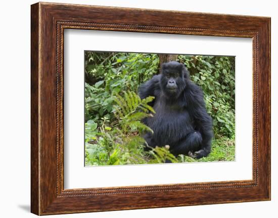 Gorilla in the forest, Parc National des Volcans, Rwanda-Keren Su-Framed Photographic Print