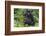 Gorilla in the forest, Parc National des Volcans, Rwanda-Keren Su-Framed Photographic Print