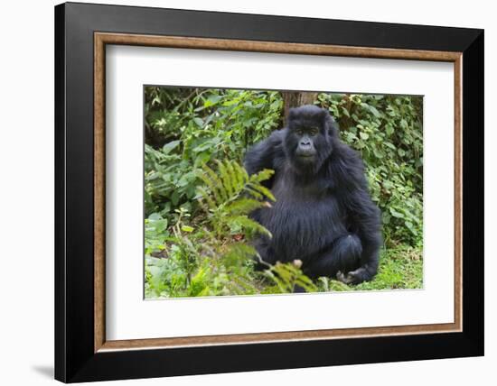 Gorilla in the forest, Parc National des Volcans, Rwanda-Keren Su-Framed Photographic Print