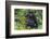 Gorilla in the forest, Parc National des Volcans, Rwanda-Keren Su-Framed Photographic Print