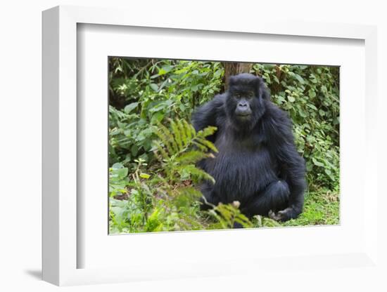 Gorilla in the forest, Parc National des Volcans, Rwanda-Keren Su-Framed Photographic Print