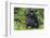 Gorilla in the forest, Parc National des Volcans, Rwanda-Keren Su-Framed Photographic Print