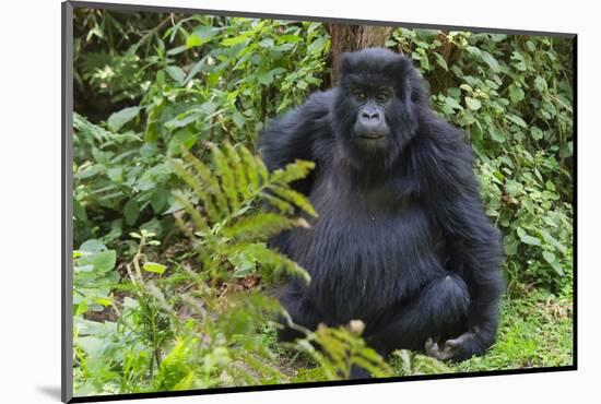 Gorilla in the forest, Parc National des Volcans, Rwanda-Keren Su-Mounted Photographic Print