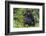 Gorilla in the forest, Parc National des Volcans, Rwanda-Keren Su-Framed Photographic Print