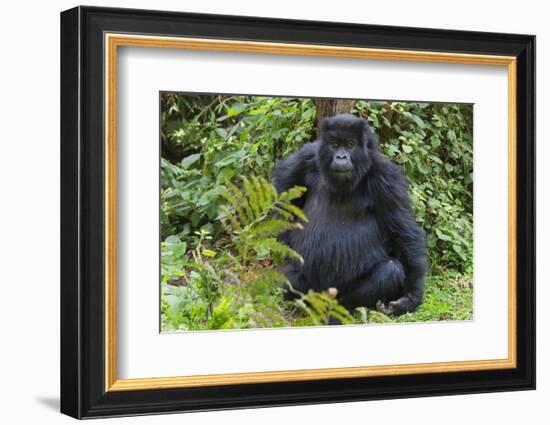 Gorilla in the forest, Parc National des Volcans, Rwanda-Keren Su-Framed Photographic Print