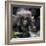 Gorilla mother with 6-month-old baby in the forest, Parc National des Volcans, Rwanda-Keren Su-Framed Photographic Print