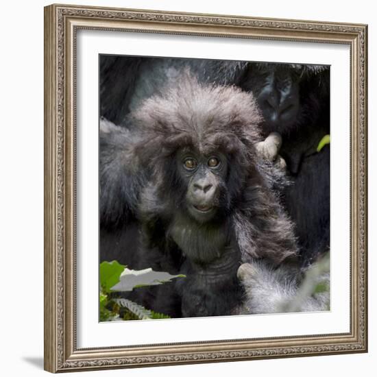 Gorilla mother with 6-month-old baby in the forest, Parc National des Volcans, Rwanda-Keren Su-Framed Photographic Print