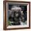 Gorilla mother with 6-month-old baby in the forest, Parc National des Volcans, Rwanda-Keren Su-Framed Photographic Print