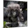 Gorilla mother with 6-month-old baby in the forest, Parc National des Volcans, Rwanda-Keren Su-Mounted Photographic Print