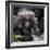 Gorilla mother with 6-month-old baby in the forest, Parc National des Volcans, Rwanda-Keren Su-Framed Photographic Print