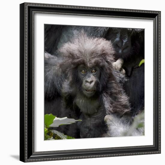 Gorilla mother with 6-month-old baby in the forest, Parc National des Volcans, Rwanda-Keren Su-Framed Photographic Print